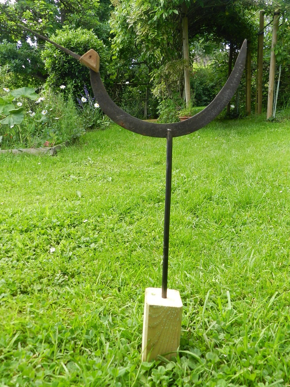 Avocette1