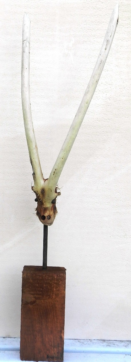 Tête d'oryx