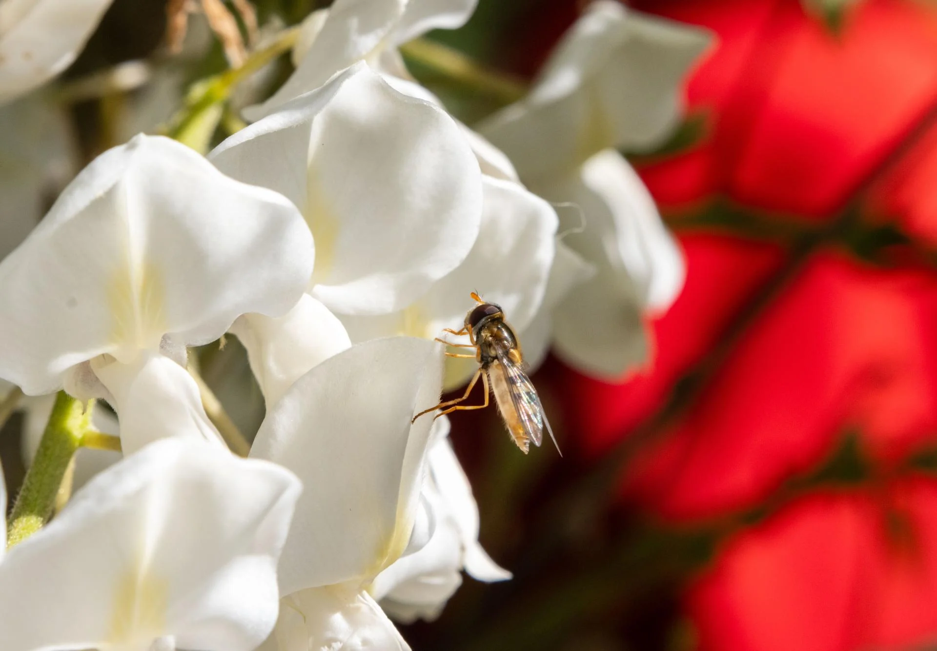 Marc 6 abeille